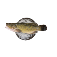 Murray Cod 1100-1200g